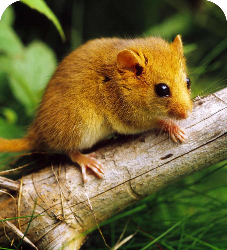Rodent Pest control Services in Fort